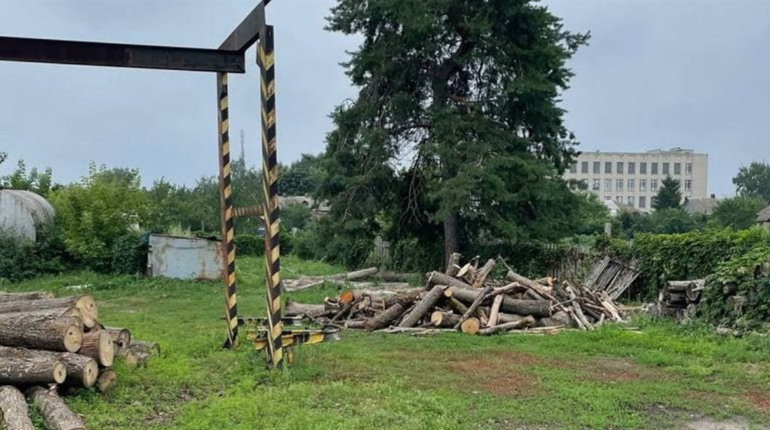 Організовану злочинну групу зі Сватового судитимуть за незаконну вирубку дерев: подробиці