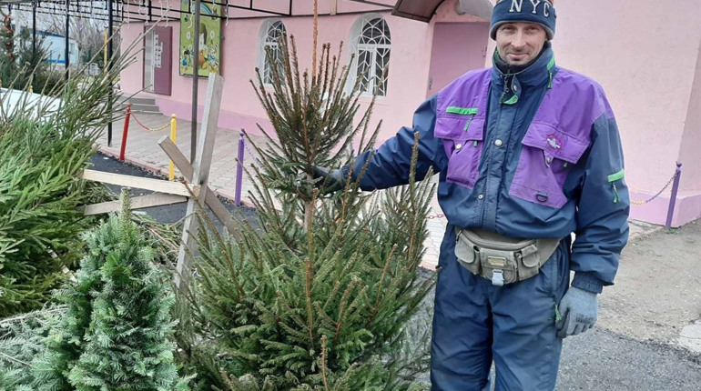Піхти, ялинки, сосни до Нового року: за якою ціною їх можна купити в Біляївці 