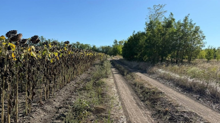 Загорнули бульдозерами, а кістки гниють у воді: про несанкціоновані скотомогильники на Первомайщині