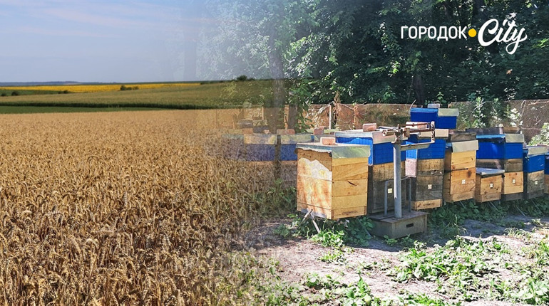 Бджоли і хімія: як у Городоцькій громаді шукають баланс між пасічниками та аграріями