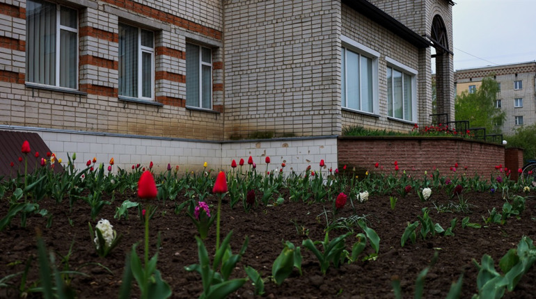 Біля Глухівської школи мистецтв розцвіли квіти, які минулої весни зібрали містяни та працівники