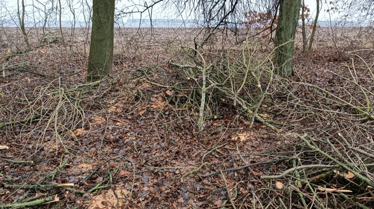 У Барській громаді виявили незаконну вирубку дерев: деталі