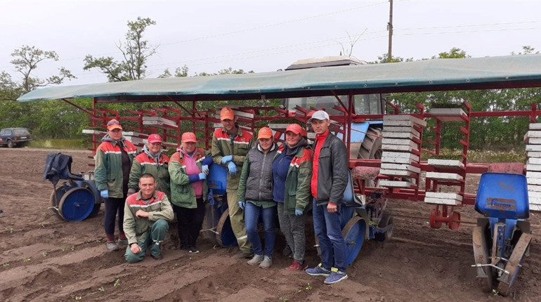 Переїзд через війну: як найбільше в Україні підприємство з вирощування томатів працює у Біляївці