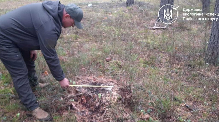 Прикрили хвоєю та корою: на Сарненщині знайшли місце вирубки сосен