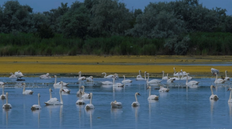 Нижньодністровському нацпарку — 17 років: лабораторія життя та форпост охорони природи