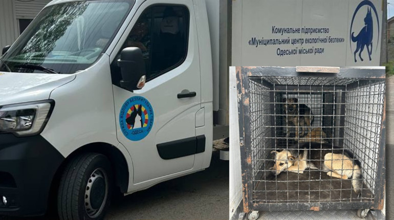 У Біляївській громаді регулюють кількість безпритульних тварин: відловлювали собак для стерилізації