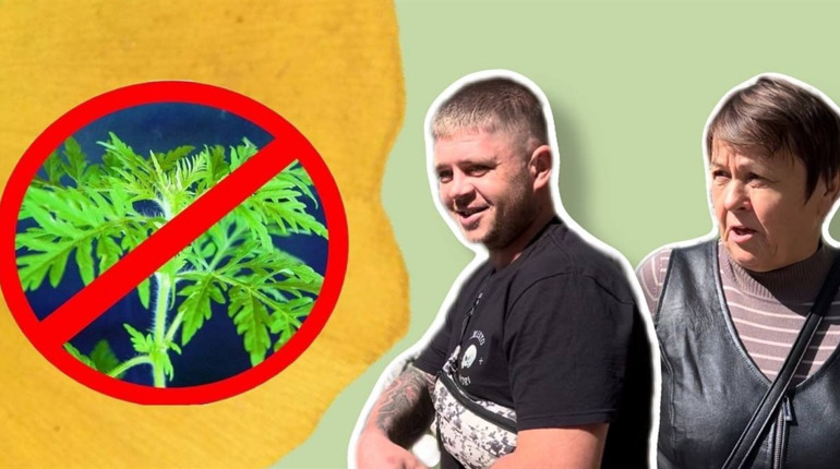 Що робити з амброзією? Опитування жовтоводців