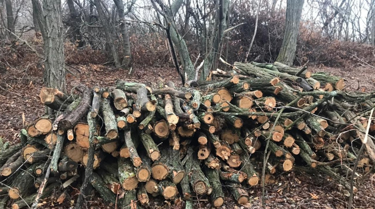 Двоє працівників Сватівського лісництва і місцевий незаконно вирубали дерев майже на мільйон гривень