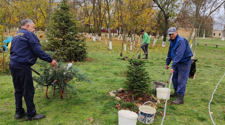 🌲Скинулися на красу: у Повстанському висадили хвойні дерева за кошти екоярмарку