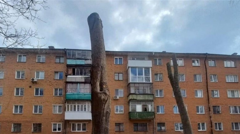 Обрізка під стовбур? У Звягелі експертка пояснила, як правильно кронувати дерева