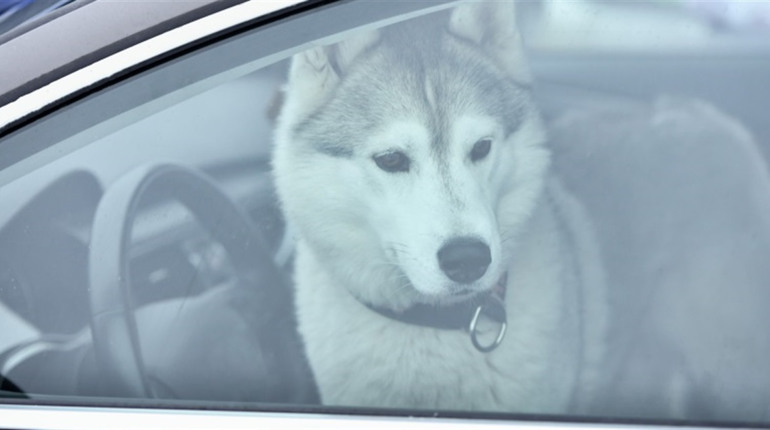 Жорстоке поводження з тваринами: яка відповідальність передбачена законом і куди звертатися