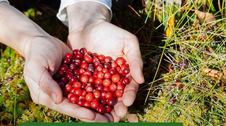 Збирання в лісі грибів та ягід. Що потрібно знати