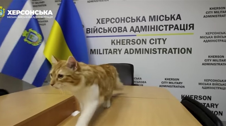 Котик на ім'я Сімба оселився у Херсонській міській військовій адміністрації: вже хазяйнує