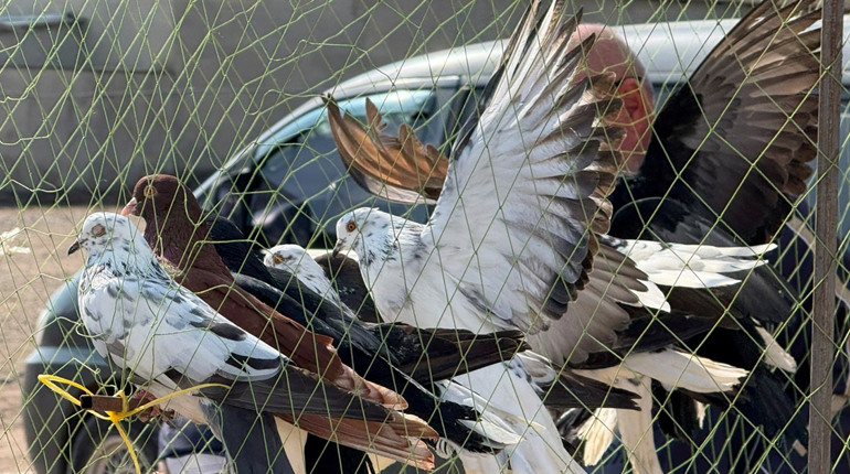 Хто такі голуби-вертуни та що вміє миколаївська льотна порода: репортаж з ярмарку в Первомайську