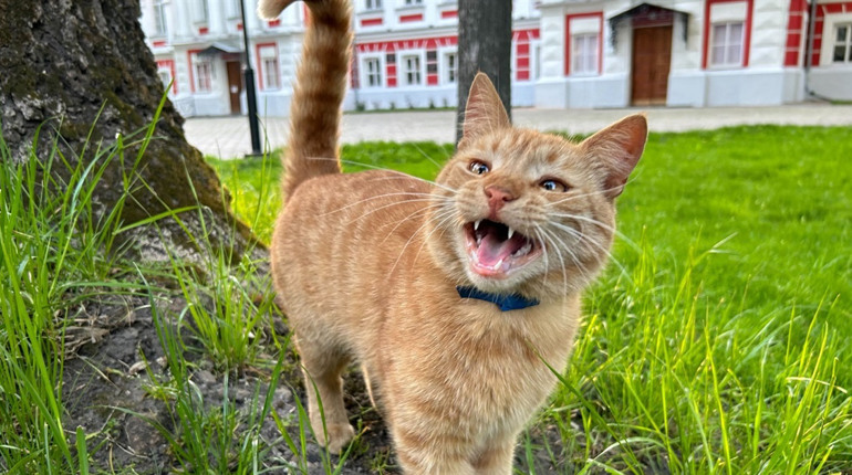 Коти нашого міста. Добірка вусанів, яких можна зустріти на вулицях Глухова