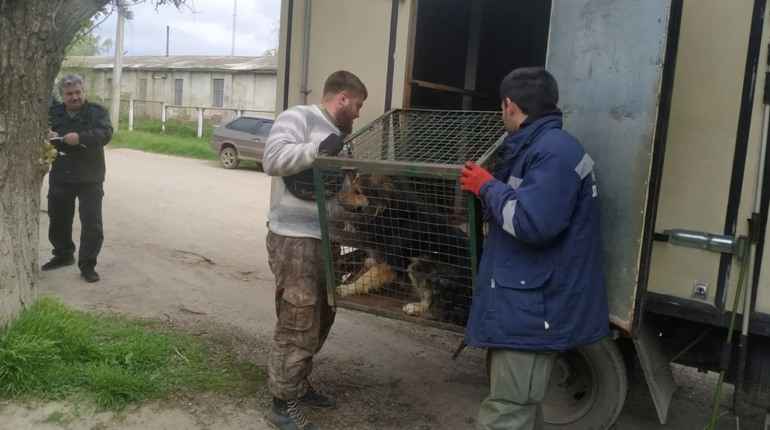 Безпритульні, але стерилізовані: скільки та де у Біляївці знову виловили собак