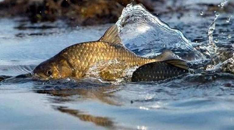 З 1 квітня на Сумщині вводиться нерестова заборона на вилов риби