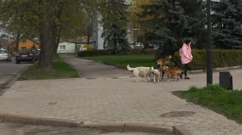 У Володимирці вирішують проблему бродячих собак на вулицях. Про що мова?