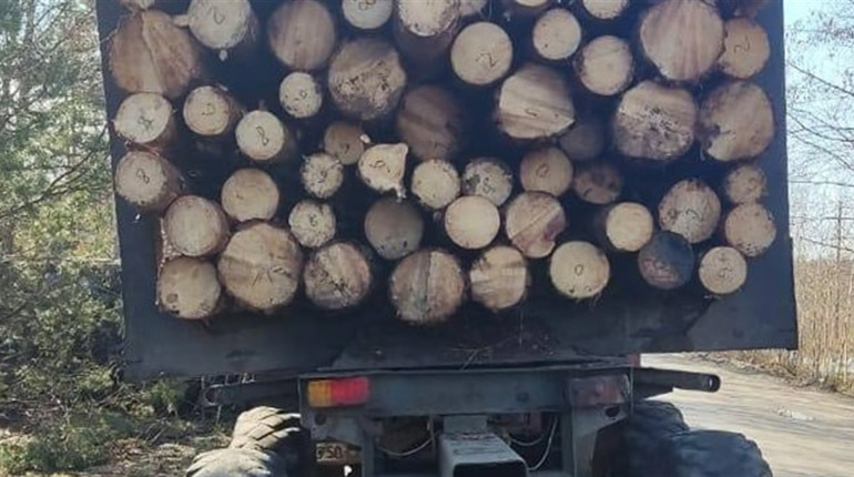 У Сарненському районі спіймали лісоруба з 88 колодами деревини