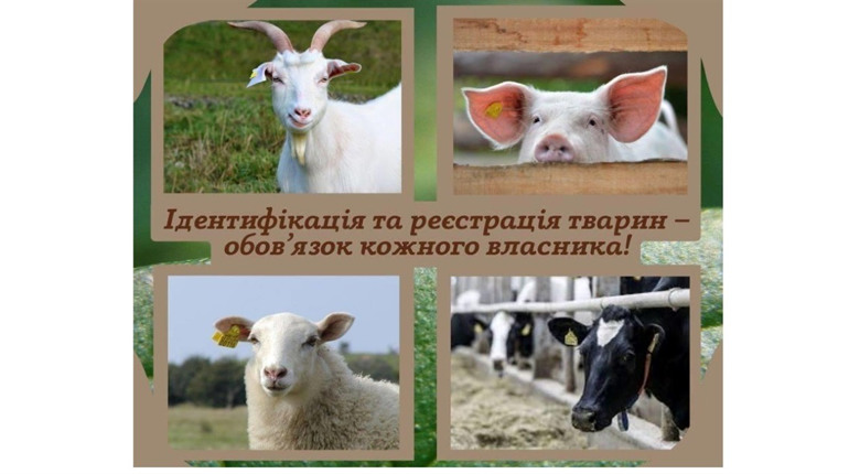 Важливість ідентифікації тварин: що потрібно знати аби уникнути проблем та штрафів