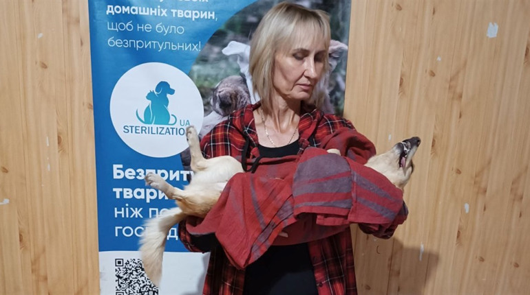 За два місяці у Біляївці безкоштовно простерилізували 239 тварин: проєкт триває