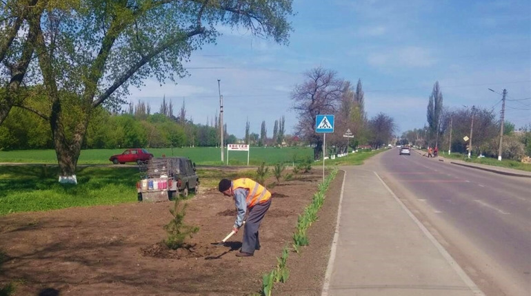 У Біляївці з’явиться соснова і ще одна дубова алеї: комунальники займаються озелененням міста