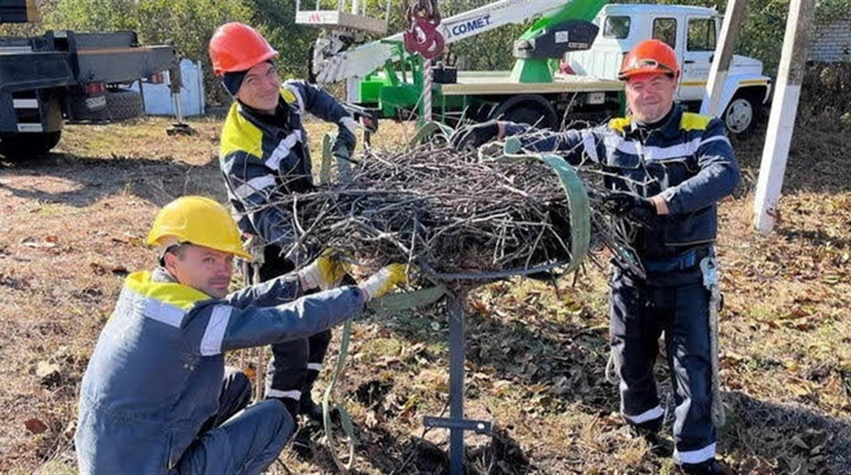 Лелеки на Одещині заселили всі платформи на електроопорах, які підготував ДТЕК (ФОТО)
