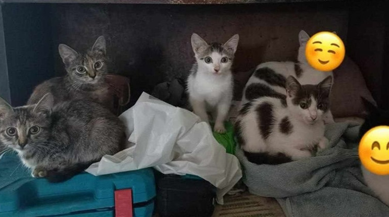 Кошенят віддають у добрі руки