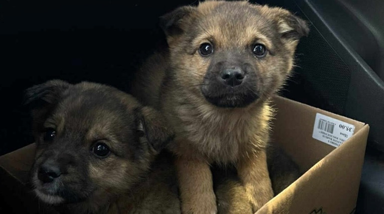 Шукають дім для цуценят: потрібні відповідальні господарі