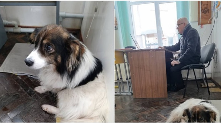 Як у Шосткинській гімназії врятували Тузіка, якого три дні шукала родина