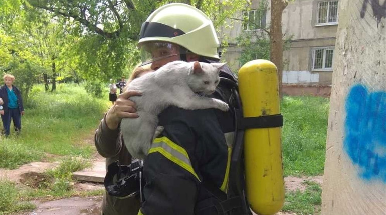У Херсоні врятували котика під час пожежі в багатоповерхівці: господарів вдома не було
