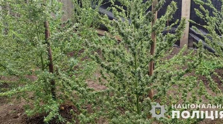 Жителя Кременеччини спіймали на зберіганні великої кількості наркотиків: триває слідство