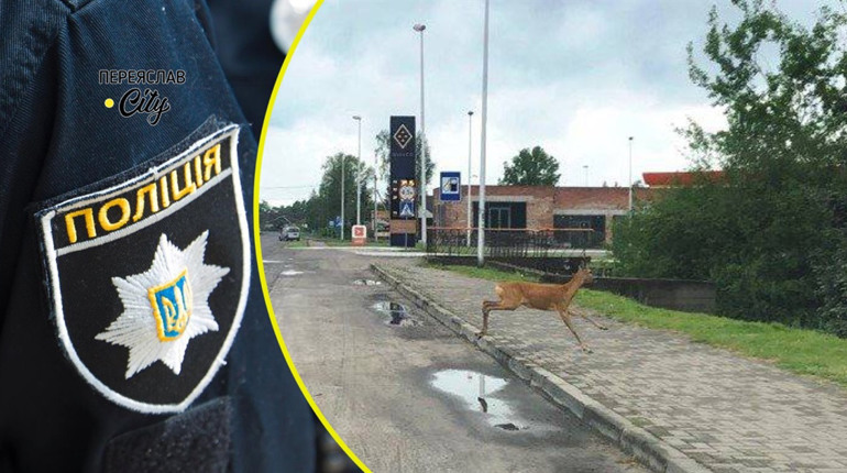 На Переяславщині чоловік потрапив у ДТП через косулю, яка перебігала дорогу: хроніка поліції