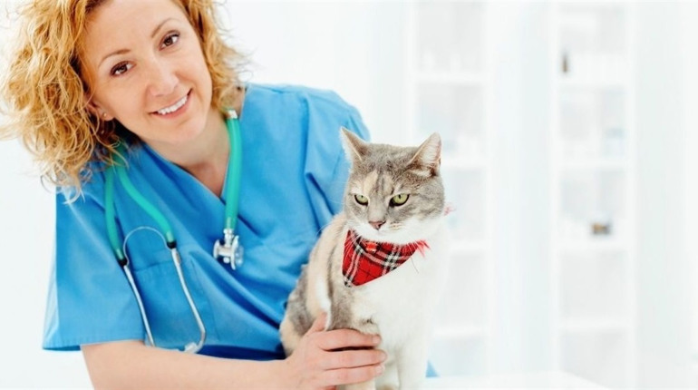 25 квітня: Всесвітній день ветеринара, День водопровідника, інші події, свята, народні прикмети