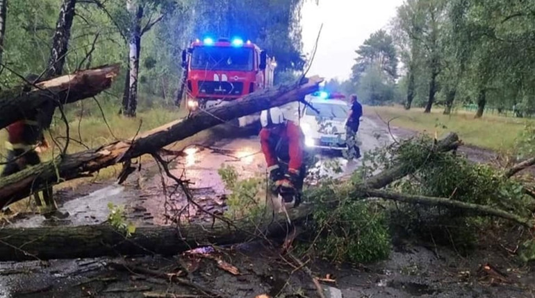 Поблизу села Довговоля через негоду дерево впало на дорогу