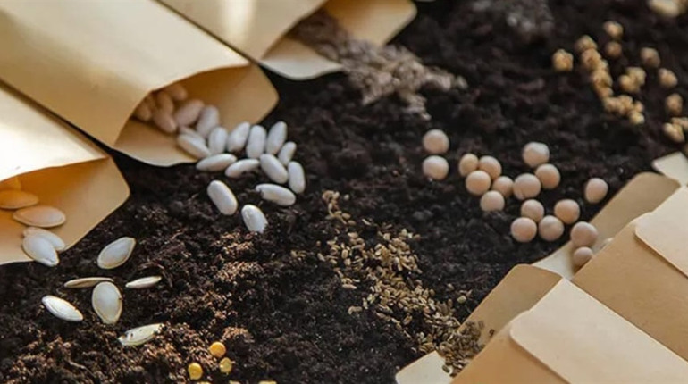 Купити насіння для городу — як вибрати якісне насіння