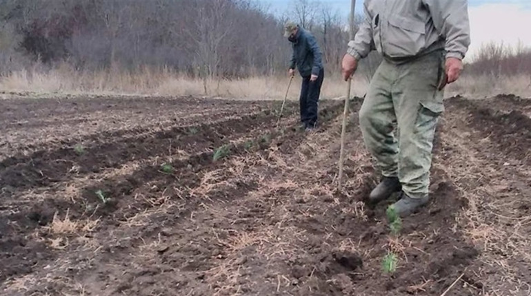Біляївське лісництво поруч з Яськами висадили 3 гектари лісу. На користь чи на шкоду?