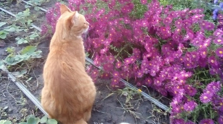 Про відьму, котів і осінню депресію...