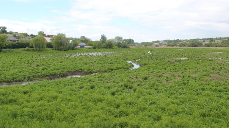 Ставок без води ймовірно буде ще рік. Цього року там лише частково відремонтують дамбу