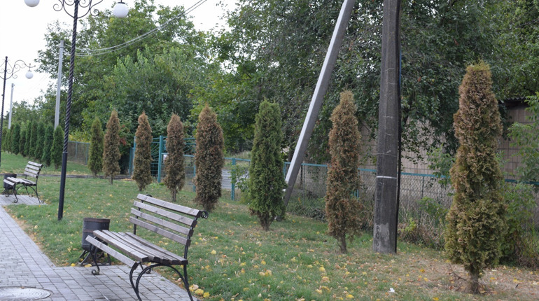 Пожовклі туї на стометрівці – живі