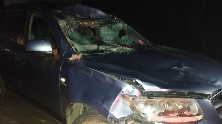 На автошляху на Житомирщині автівка збила червонокнижного лося, що раптом вийшов на дорогу