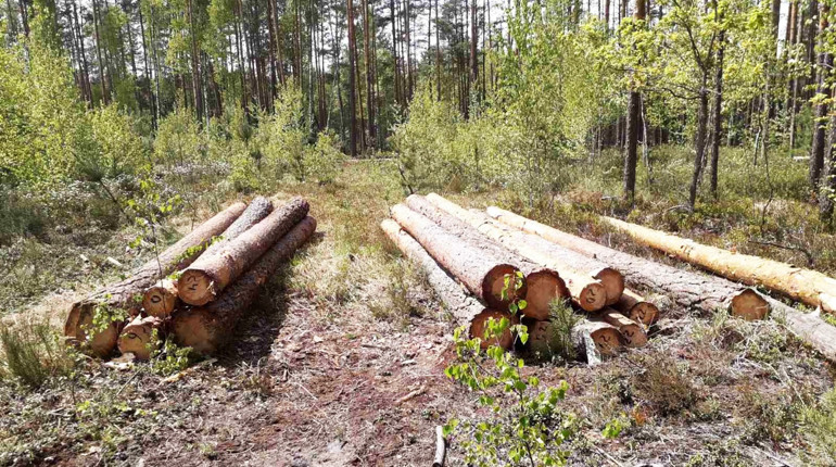 На Володимиреччині впіймали «чорних лісорубів»