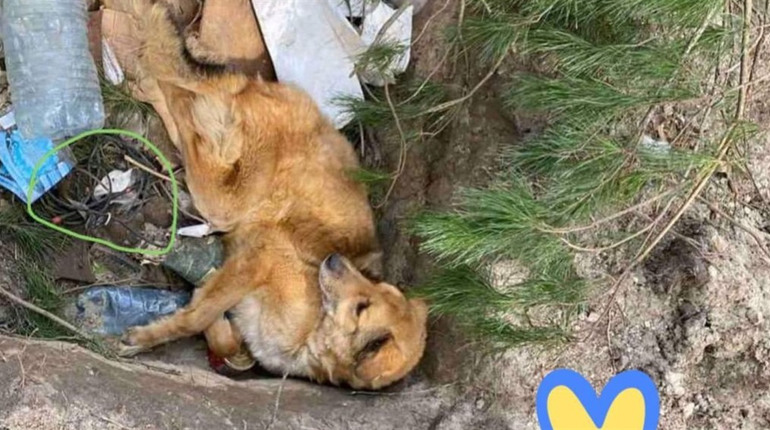 Під Макаровом знайшли собаку, якого побили та замінували окупанти