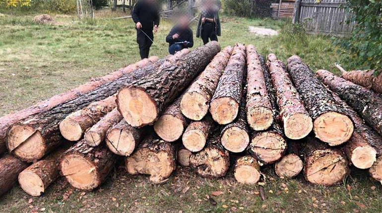 Незаконна вирубка: з подвір’я жителя Сарненщини вилучили 30 колод деревини
