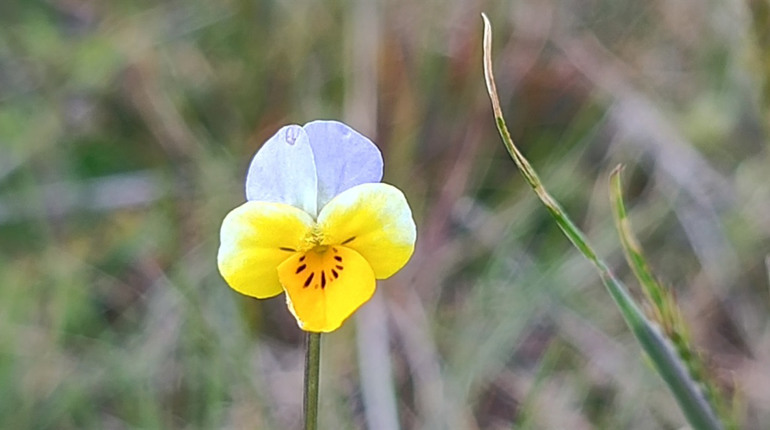 У Бузькому Гарді стартує «сезон тиші»: як відвідувати нацпарк навесні