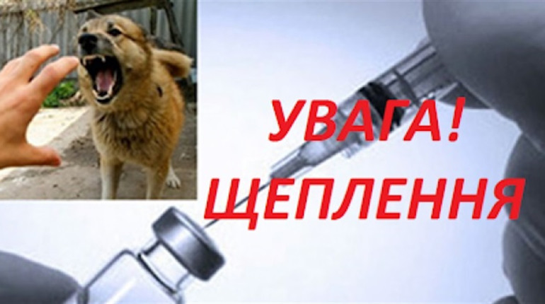 Проводиться вакцинація проти сказу домашніх тварин у Великобурлуцькій ТГ: де можна зробити щеплення?