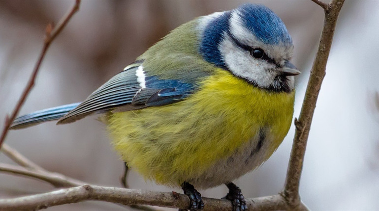 Як правильно підгодовувати птахів узимку: корисні поради від UAnimals