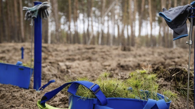 На Полтавщині майже завершили весняну посадку лісу: виконали понад 98% робіт