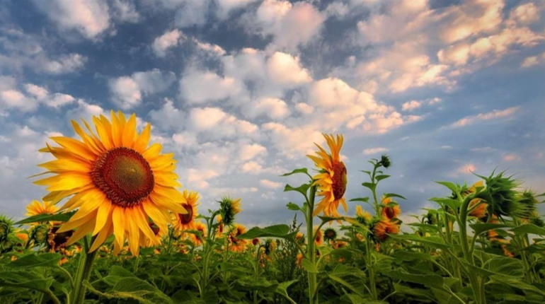 Серпень на смак: добірка українських фільмів, пісень та книжок, які створюють настрій літа, що минає