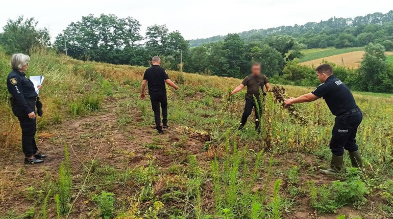 На Черкащині поліція виявила понад 700 кущів рослин, схожих на нарковмісні